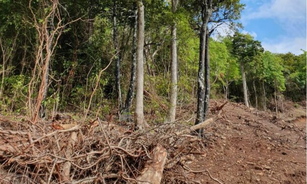 Déforestation massive à Chamarel