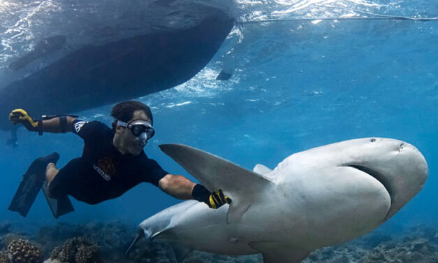 Comment approcher les grands requins en toute sérénité ?