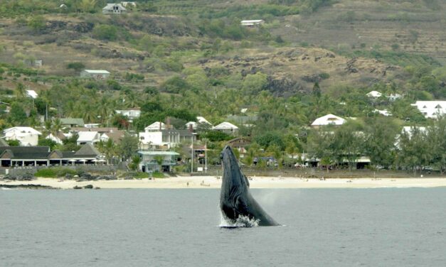 Observer cétacés et tortues marines à La Réunion en toute Quiétude