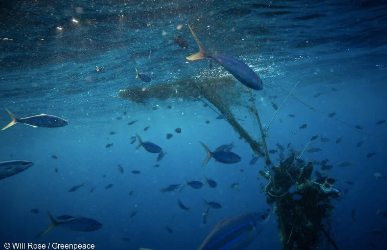 OVERFISHING IN THE INDIAN OCEAN: THE TUNA SECTOR CAUGHT IN THE