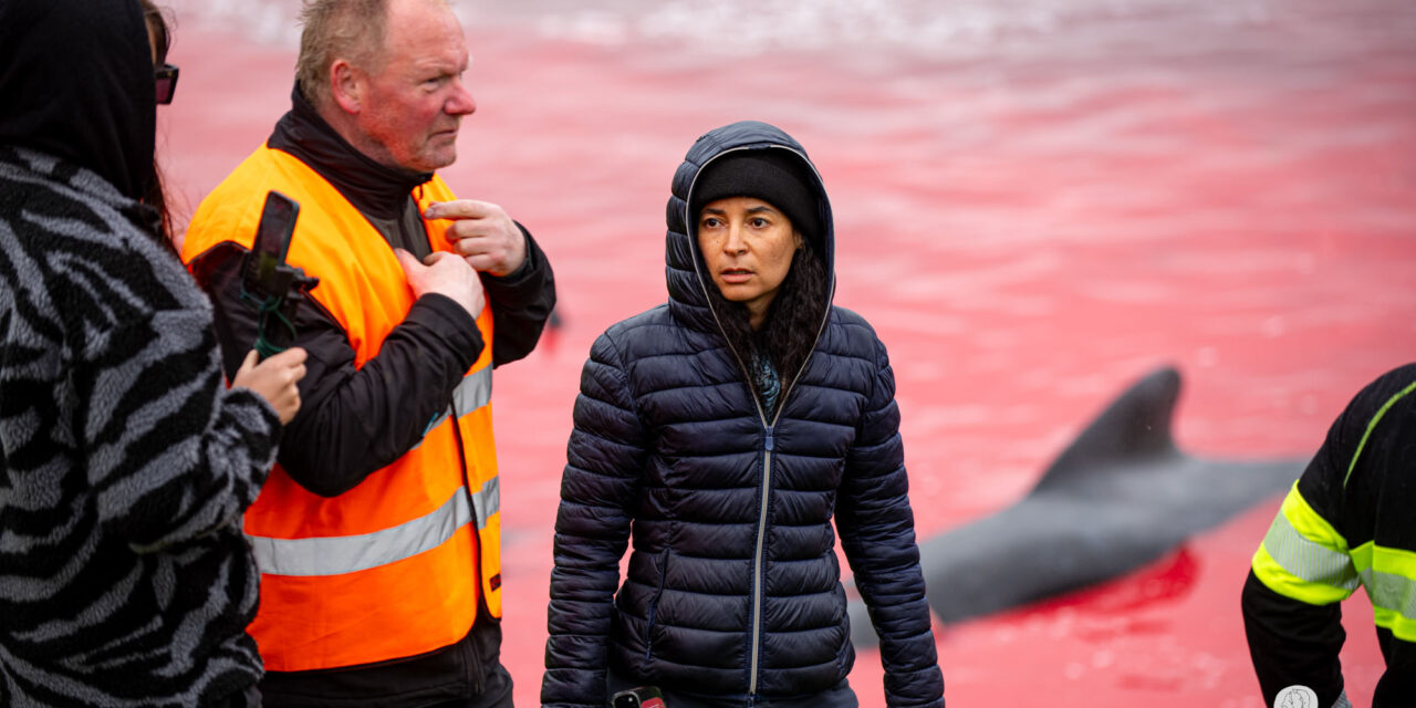 RÉCIT DU MASSACRE DE DAUPHINS  DU 6 JUILLET 2024, ILES FÉROÉ.