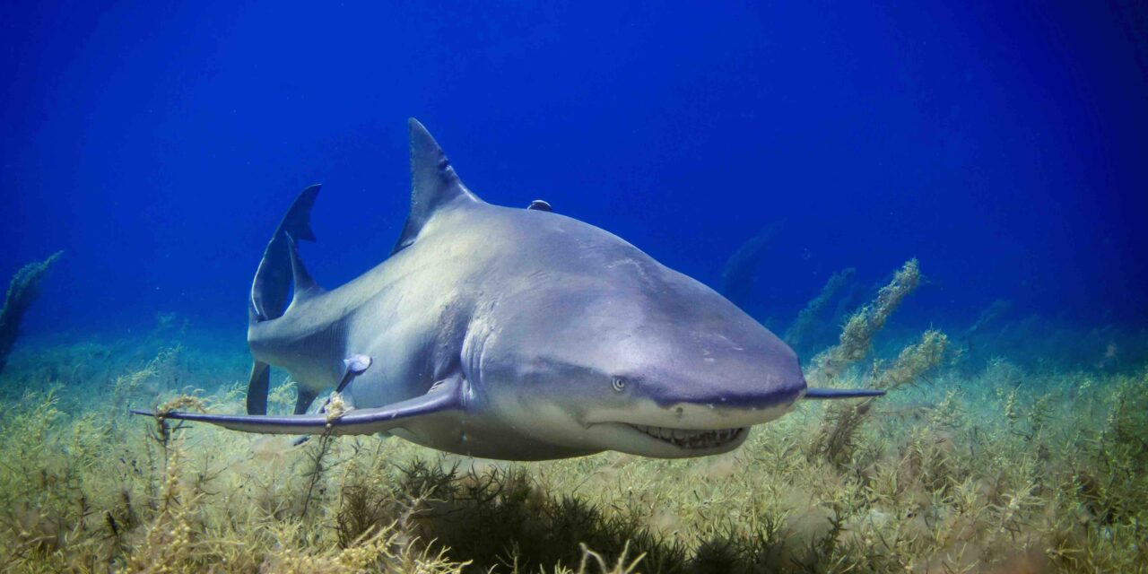 Crise requins : parole aux deux «frères ennemis» (suite).