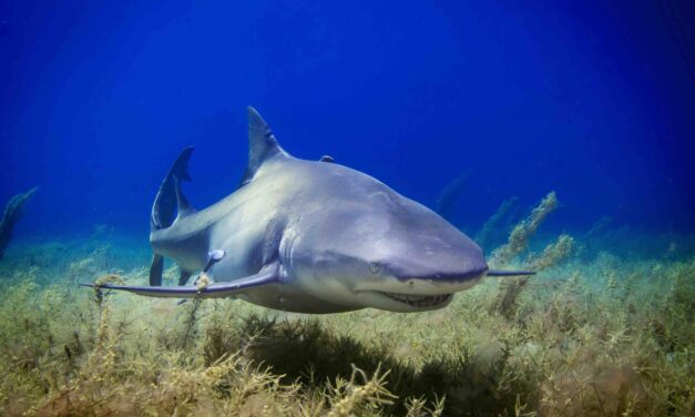 Crise requins : parole aux deux «frères ennemis» (suite).