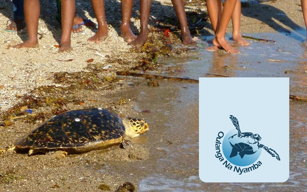 Les tortues de Mayotte ont besoin de vous !