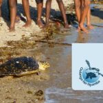 Les tortues de Mayotte ont besoin de vous !