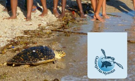 Les tortues de Mayotte ont besoin de vous !